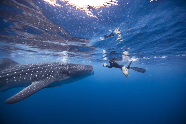 L'excursion aux baleines : la meilleure activité Tadoussac !